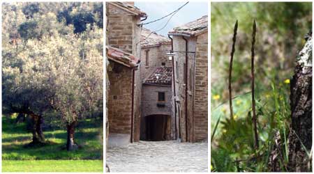 Uliveti in Provinci Pesaro Urbino