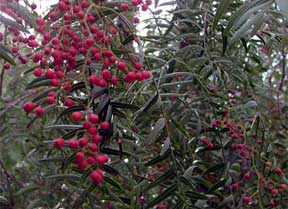 L'albero del Pepe